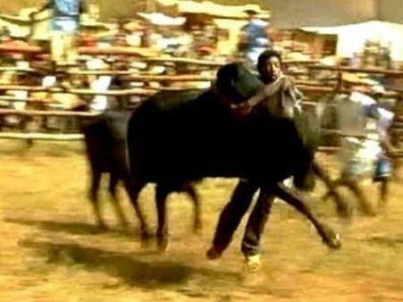 தடையை மீறி திருச்செந்தூரில் மஞ்சுவிரட்டு… 15 பேர் கைது!