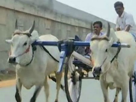 தடையை மீறி கோவையில் ரேக்ளா ரேஸ்... 15 கிராமங்களின் 80 மாட்டு வண்டிகள் பங்கேற்பு!