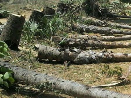 மரங்களை வெட்டிப்போட்டு சாலைகளில் தடை... மதுரை மாநகரில் போக்குவரத்து ஸ்தம்பிப்பு