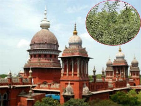 ஜாமீனுக்காக சீமை கருவேல மரங்களை வெட்டச் சொல்வது சட்ட விரோதம்- ஹைகோர்ட் 'சுளீர்'