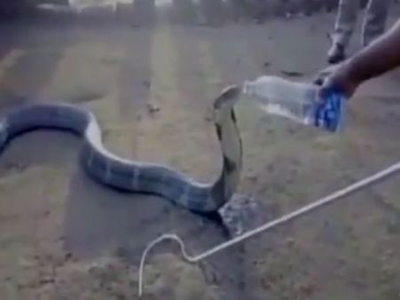 கர்நாடகாவில் அதிசயம்.. தாகத்தை தணிக்க வாட்டர் பாட்டிலில் தண்ணீரை குடித்த ராஜநாகம்- வீடியோ