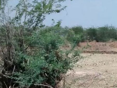 ஜாமீன் வேணுமா? சீமை கருவேல மரங்களை வெட்டுங்க - அரியலூர் நீதிபதியின் புது உத்தரவு