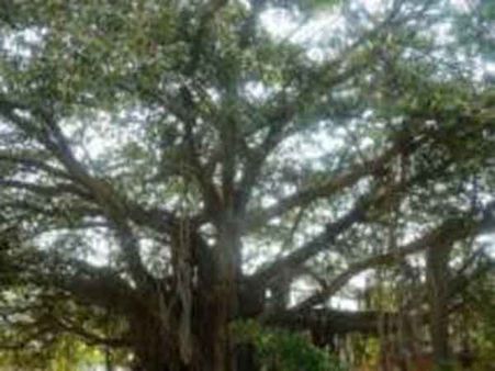 தண்ணீர் பிரச்சினை தீர வழி செய்யும் ராசி, நட்சத்திர மரங்கள்