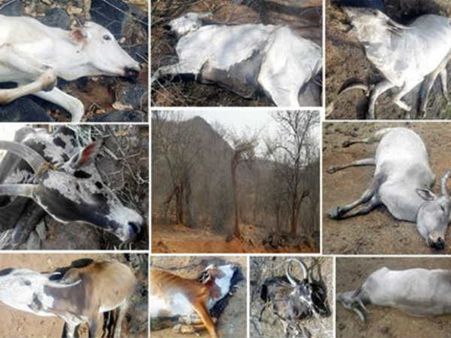 கடும் வறட்சி.... செத்து மடியும் மாடுகள்... கால்நடை வளர்ப்பாளர்கள் கண்ணீர்