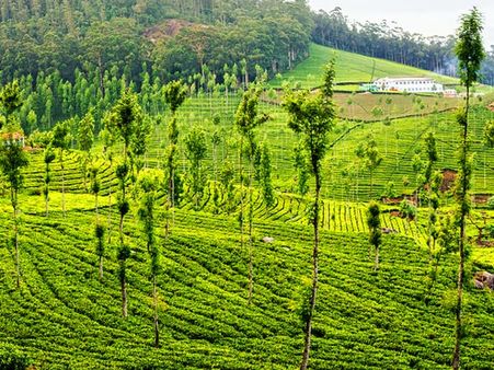 ஜெ.வின் கொடநாடு எஸ்டேட்டில் பயங்கரம்- காவலாளி அடித்து கொலை- ஆவணங்கள் அபேஸ்?