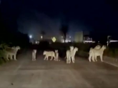 தண்ணீரை தேடி நள்ளிரவில் கூட்டம் கூட்டமாக குஜராத் நெடுஞ்சாலைகளில் 'மறியல்' போராட்டத்தில் சிங்கங்கள்!