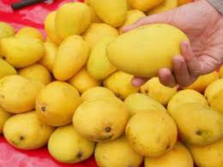 ஓவர் விளைச்சல்.. ஆஸ்திரேலியாவுக்கு பறக்கப்போகிறது இந்திய மாம்பழங்கள்