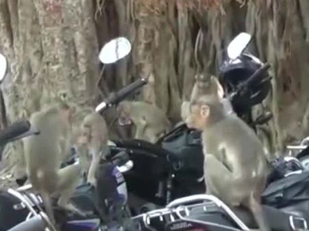 எங்களுக்கும்தான் தாகம்.. கொஞ்சம் தண்ணீ குடிக்க குரங்குகளின் நிறைய அட்டகாசம்: வீடியோ