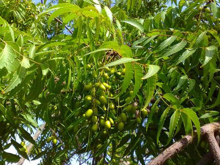 அம்மை நோய்க்கு மருந்தாகும் வேப்பிலை
