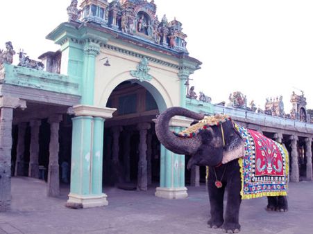வெயில தணிக்க இப்படி ஏதாவது செஞ்சா தான் முடியும்... ஷவரில் ஜாலியாக கும்மாளம் போடும் பழனி கோவில் யானை