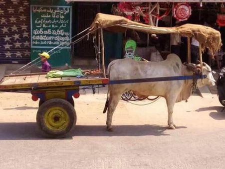 தமிழ்நாட்டுல மனுசனா இருப்பதற்கு பேசாம இந்த ஊர்ல மாடா இருக்கலாம் போலயே!