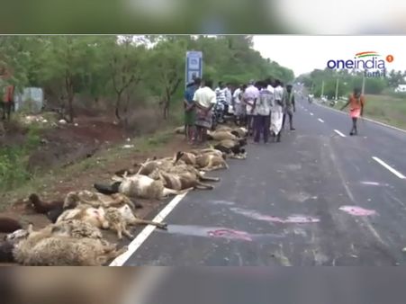 சும்மா போன ஆட்டு மந்தைக்குள் புகுந்தது மினி லாரி… துடிதுடிக்க 40 ஆடுகள் பலி: வீடியோ