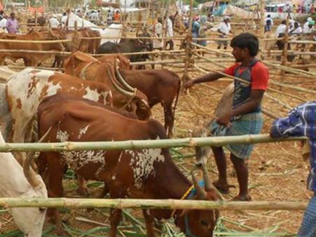 மத்திய அரசு தடை எதிரொலி- களை இழந்த அந்தியூர் மாட்டு சந்தை!