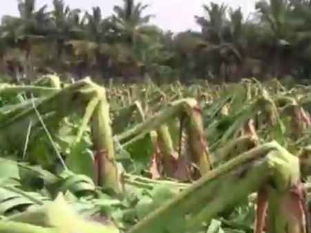 தேனியில் சுழன்றடித்த சூறாவளி... பல்லாயிரக்கணக்கான வாழை மரங்கள் சேதம்