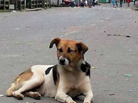 நாகாலாந்துக்கு இறைச்சிக்காக கடத்தப்பட்ட 75 'அஸ்ஸாம்' தெருநாய்கள்- 4 பேர் கைது