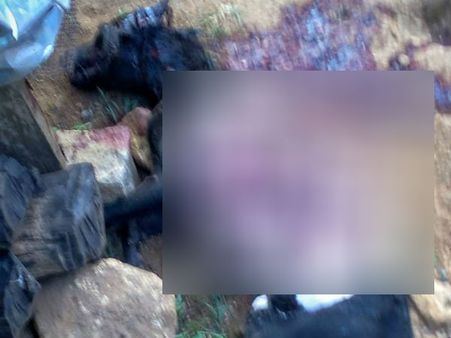 தமிழக- கேரளா எல்லையில் சிறுத்தை அட்டகாசம்... நாய்களை அடித்து கொல்வதால் மக்கள் பீதி