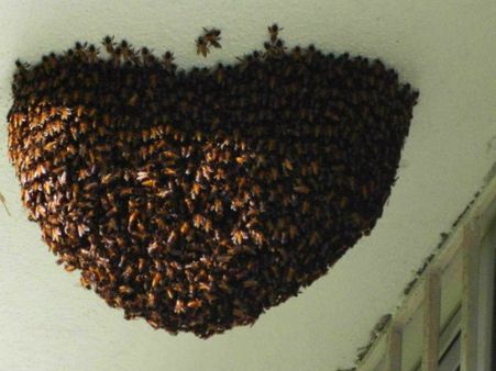 லட்சுமி கடாக்ஷம் அருளும் தேன் கூடு