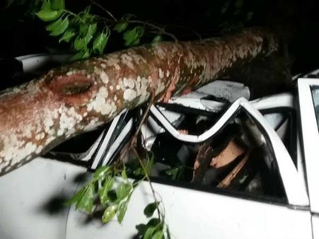 நீலகிரி மாவட்டத்தில் மழை... மரங்கள் சாலைகளின் குறுக்கே சாய்ந்தன... போக்குவரத்து பாதிப்பு