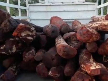 மாங்காய் மூட்டைக்குள் பதுக்கி செம்மரம் பலே கடத்தல்… போலீசாரின் அதிரடி சோதனையில் பறிமுதல்: வீடியோ