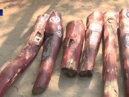 செம்மரம் கடத்திய தமிழகத்தைச் சேர்ந்த 10 பேரை கைது செய்தது ஆந்திர போலீஸ்! - வீடியோ