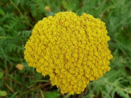 கோடீஸ்வர யோகம் தரும் யாரோ மலர்கள்...