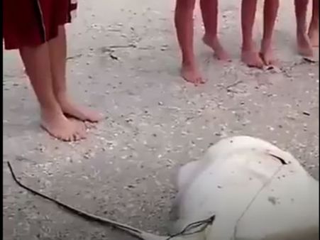 கரை ஒதுங்கிய திருக்கை மீனுக்கு பிரசவம் பார்த்த சிறுவர்கள்!- வீடியோ