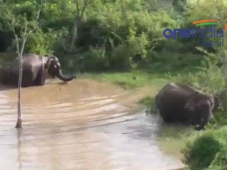 ஊருக்குள் குளியல் போடும் யானைகள்... காட்டுக்குள் துரத்த முடியாமல் வனத்துறையினர்: வீடியோ