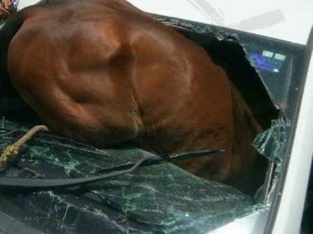 ராஜஸ்தானில் குதிரையை தெறிக்கவிட்ட வெய்யில்.. ஏசி காரில் பாய்ந்து விபத்து