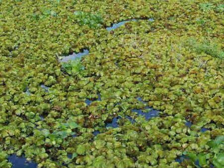 அமலை செடிகள் ஆக்கிரமிப்பு எதிரொலி.. சுவை மாறும் குடிநீரால் பொதுமக்கள் தவிப்பு