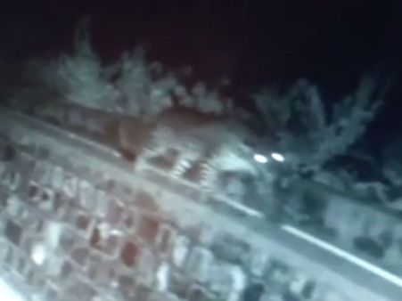 வீடுகளுக்கு மத்தியில அசால்டா நடக்குற சிறுத்தை... திகுதிகு வீடியோ