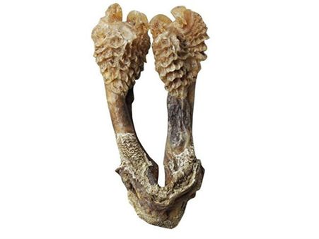 உடும்பின் மர்ம உறுப்பை அதிசயச் செடி என விற்கும் ஆன்லைன் ஆசாமிகள்...ஆய்வில் அதிர்ச்சித் தகவல்!