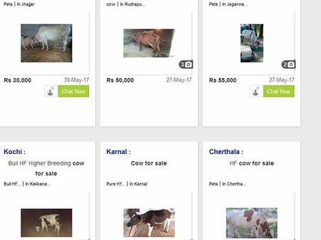 ஆன்லைனில் சூடு பிடிக்கும் மாடுகள் விற்பனை: குயிக்கர், ஓஎல்எக்ஸில் வரிசைகட்டும் விளம்பரங்கள்!