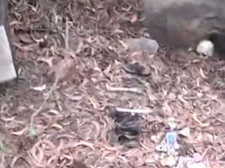 திருப்பதியில் குழந்தையைக் கொன்று புதைத்த கொடூர சித்தி - வீடியோ