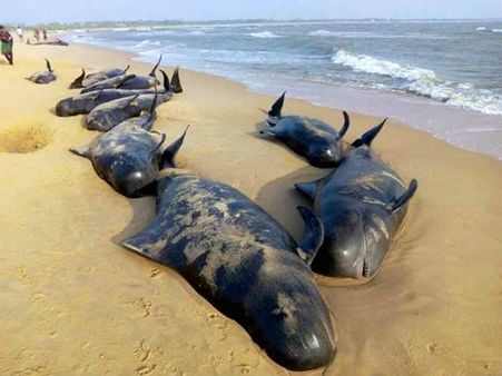 கடல் வாழ் உயிரினங்கள் முற்றிலும் அழியுமா.. திமிங்கலத்தை வைத்து ஓர் ஆய்வு