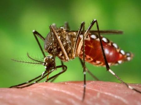 நெல்லையில் பரவும் டெங்கு.. 2 பேர் உயிரிழப்பால் பதற்றம்!