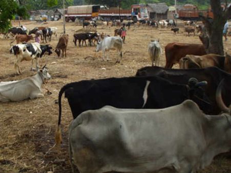 பசு காவலர்கள் தாக்குதல்.. அஞ்சும் மாநகராட்சி ஊழியர்கள்.. கேட்பாரன்றி அலையும் மாடுகள் அதிகரிப்பு