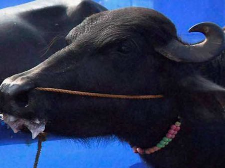 எருமைக் கன்றுகளை வாகனத்தில் ஏற்றிச் சென்ற 6 பேருக்கு அடி உதை... டெல்லியில் அதிர்ச்சி சம்பவம்