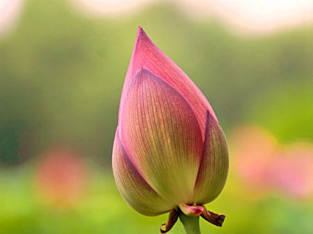 மொட்டின் வாசத்தை போல சுகமான காலம்!