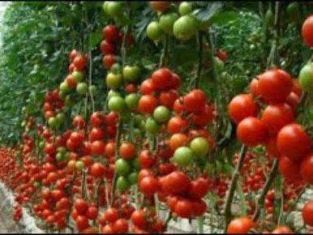 இஸ்ரேலின் விவசாய தொழில் நுட்பம் இந்தியாவுக்கு கைகொடுக்குமா? 