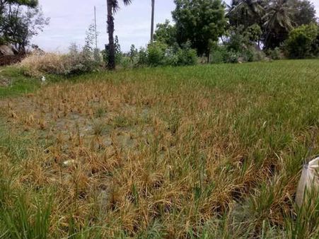 கதிராமங்கலம் ஓஎன்ஜிசி குழாயில் மீண்டும் உடைப்பு! கச்சா எண்ணெய் வெளியேறுவதால் பதற்றம்!