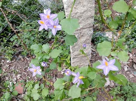 தூதுவளை: ஆஸ்துமாவை நீக்கும்... ஆண்மையை அதிகரிக்கும் மூலிகை