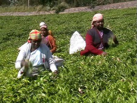 ஜிஎஸ்டியால் குழப்பம்... நீலகிரியில் தேயிலை உற்பத்தி நிறுத்தம்.. விவசாயிகள் கவலை!