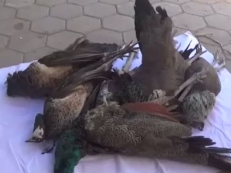 மர்மமான முறையில் மயில்கள் சாவு... குடிக்கத் தண்ணீர் இல்லாததால் இறந்தனவா? -வீடியோ