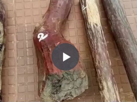 செம்மரம் கடத்தியதால் இரு தமிழர்களும் ஒரு ஆந்திர புரோக்கரும் கைது - வீடியோ