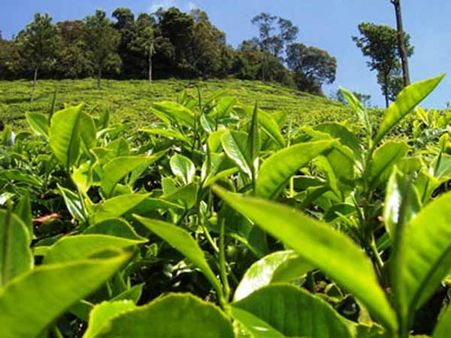 கடும் வறட்சி எதிரொலி - அடர்ந்த வனத்தில் சப்தகன்னியருக்கு சிறப்பு பூஜை