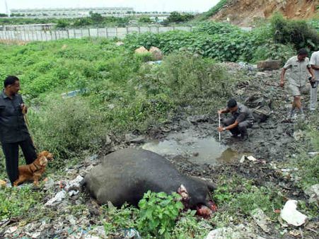 ஹைதராபாத்தில் குண்டு வெடிப்பு.. எருமை தலை சிதறி பலி.. மியாப்பூரில் பதற்றம்
