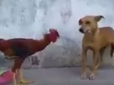 நாயை ஓட ஓட விரட்டி மிரட்டிய சேவல் ... வைரலாகும் வீடியோ