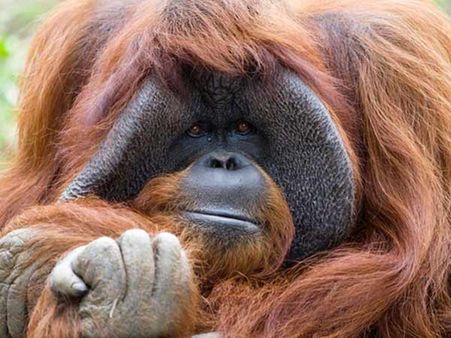 நின்று போன இதயம்.. சைகை மொழியில் பேசி அசத்திய ஓராங்குட்டான் மரணம்!