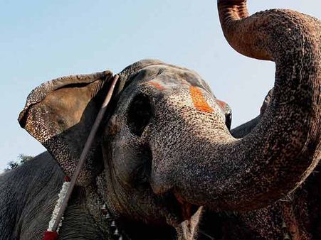 கேரள சர்ச்சில் மகாதேவன் யானைக்கு ஆசிர்வாதம்...ஏன் தெரியுமா?