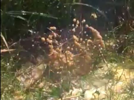 மயிலாடுதுறை அருகே ஓஎன்ஜிசி குழாய் 4-வது முறையாக உடைந்து எண்ணெய் கசிவு- பீதியில் பொதுமக்கள்!